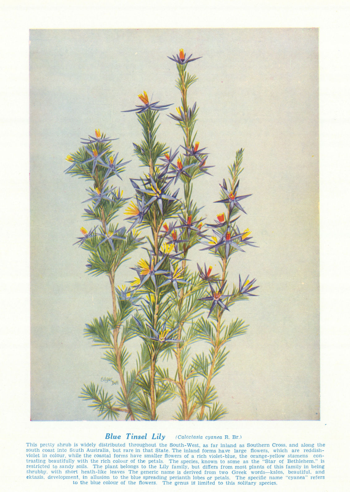 Blue Tinsel Lily (Calectasia cyanea). West Australian Wild Flowers 1950 print