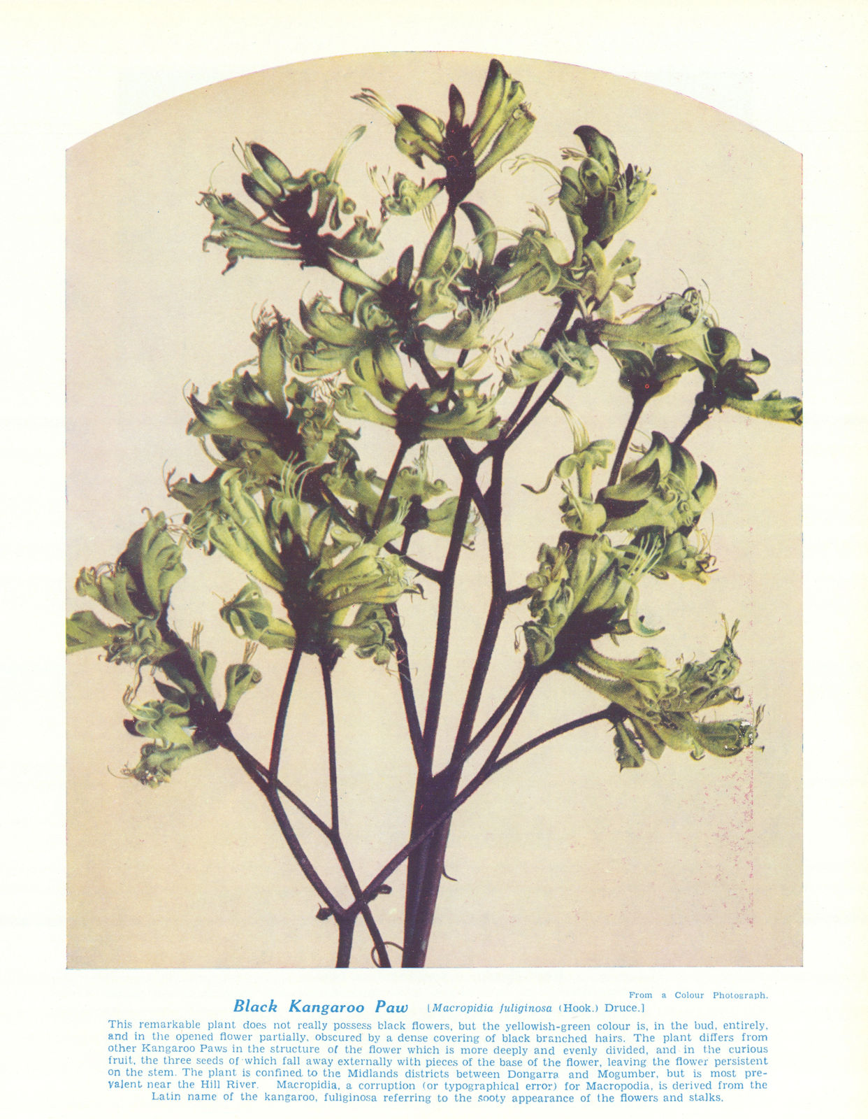 Associate Product Black Kangaroo Paw (Macropidia fuliginosa). West Australian Wild Flowers 1950