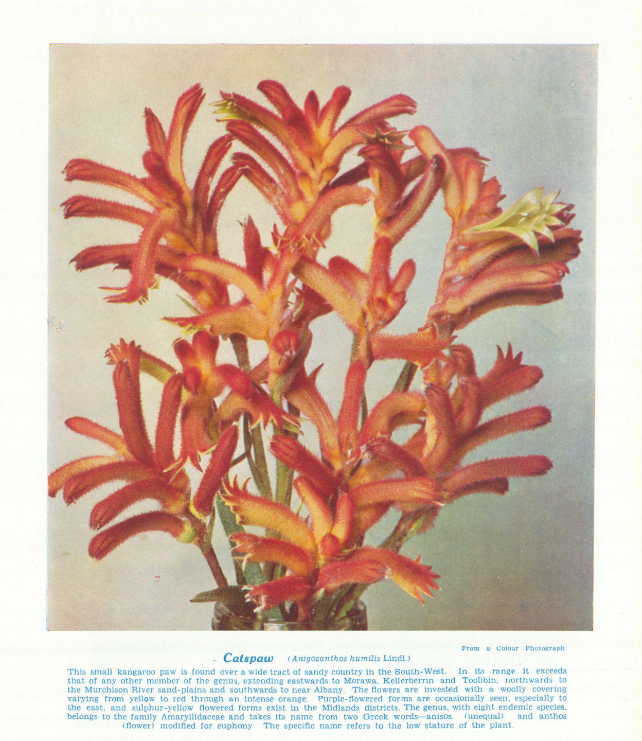 Catspaw (Anigozanthos humilis). West Australian Wild Flowers 1950 old print