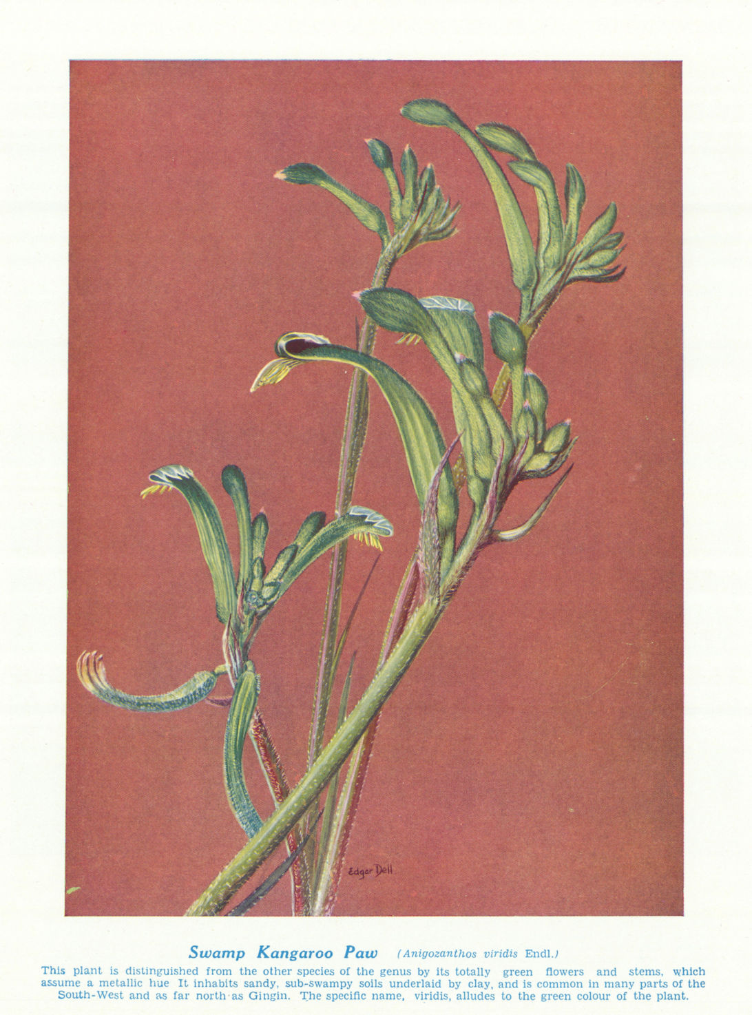 Swamp Kangaroo Paw (Anigozanthos viridis). West Australian Wild Flowers 1950