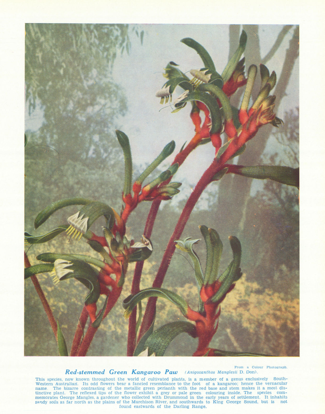 Red-stemmed Green Kangaroo Paw (Anigozanthos Manglesii). Australian Flowers 1950