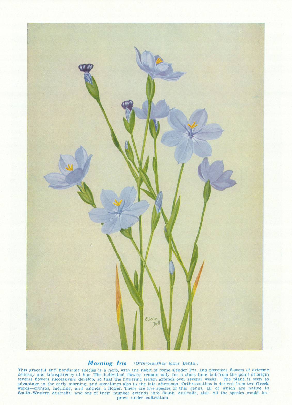 Morning Iris (Orthrosanthus laxus). West Australian Wild Flowers 1950 print
