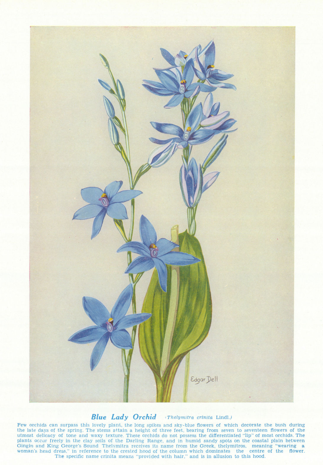 Blue Lady Orchid (Thelymitra crinita). West Australian Wild Flowers 1950 print
