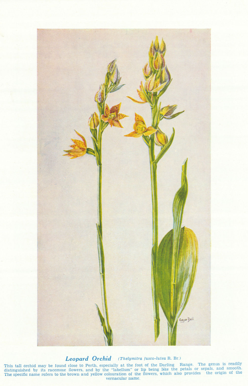 Leopard Orchid (Thelymitra fusco-lutea). West Australian Wild Flowers 1950