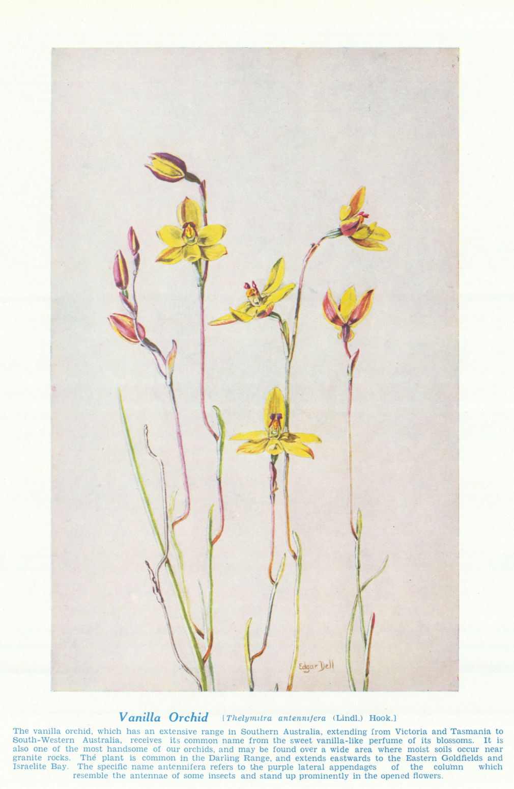 Vanilla Orchid (Thelymitra antennifera). West Australian Wild Flowers 1950