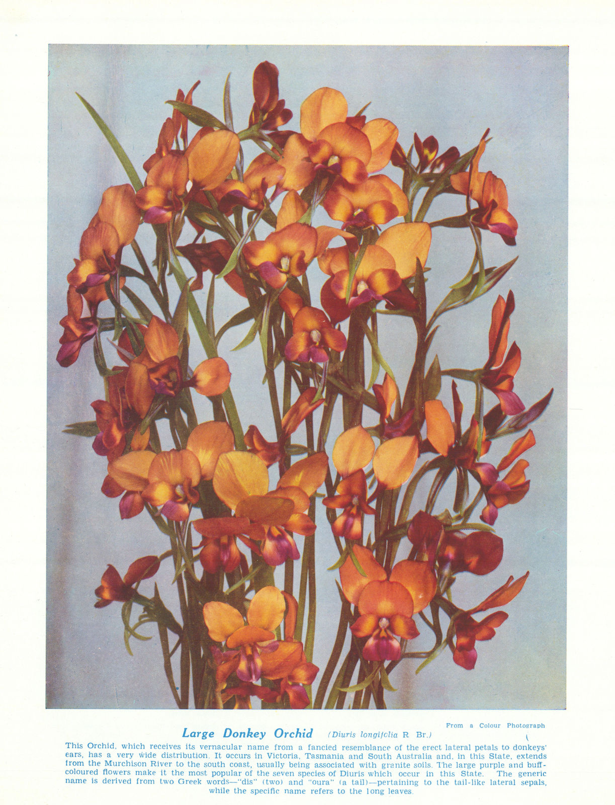 Donkey Orchid, Large (Diuris longifolia). West Australian Wild Flowers 1950