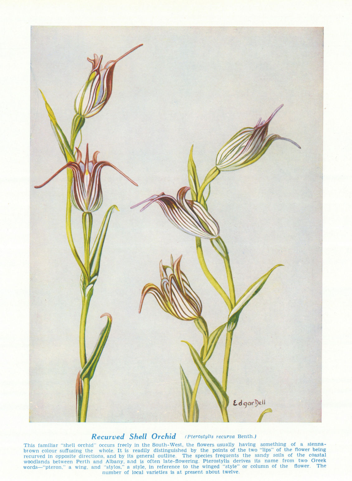 Recurved Shell Orchid (Pterostylis recurva). West Australian Wild Flowers 1950