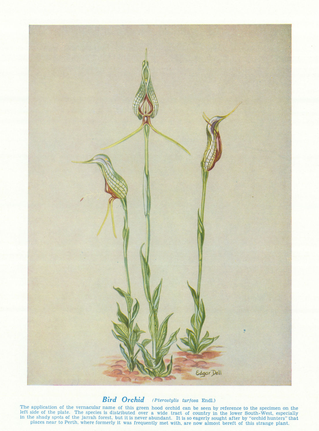 Bird Orchid (Pterostylis turfosa). West Australian Wild Flowers 1950 old print