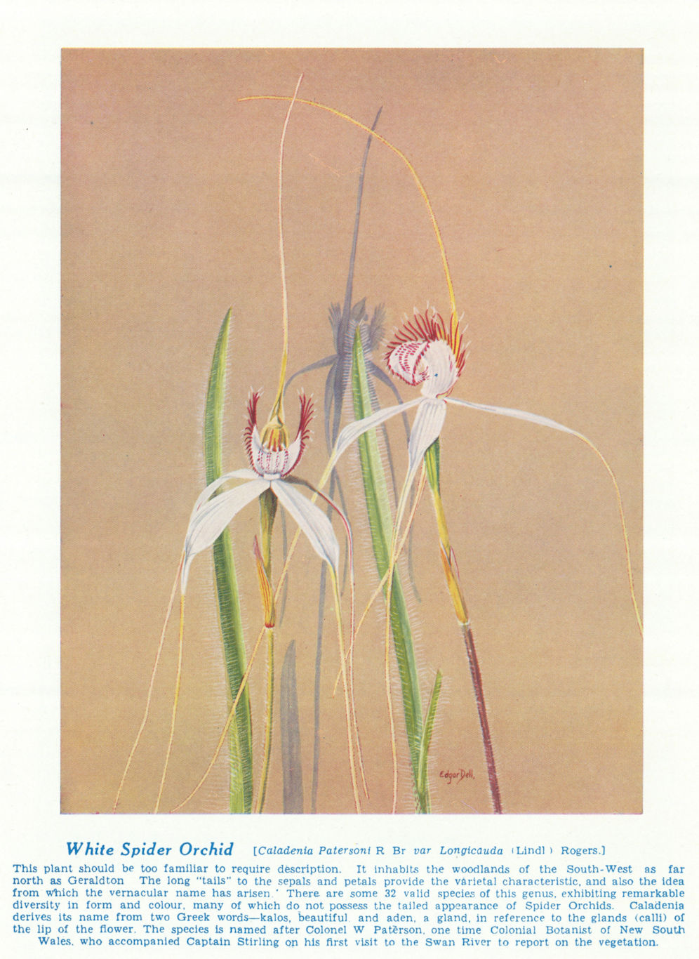 White Spider Orchid (Caladenia Patersoni). West Australian Wild Flowers 1950