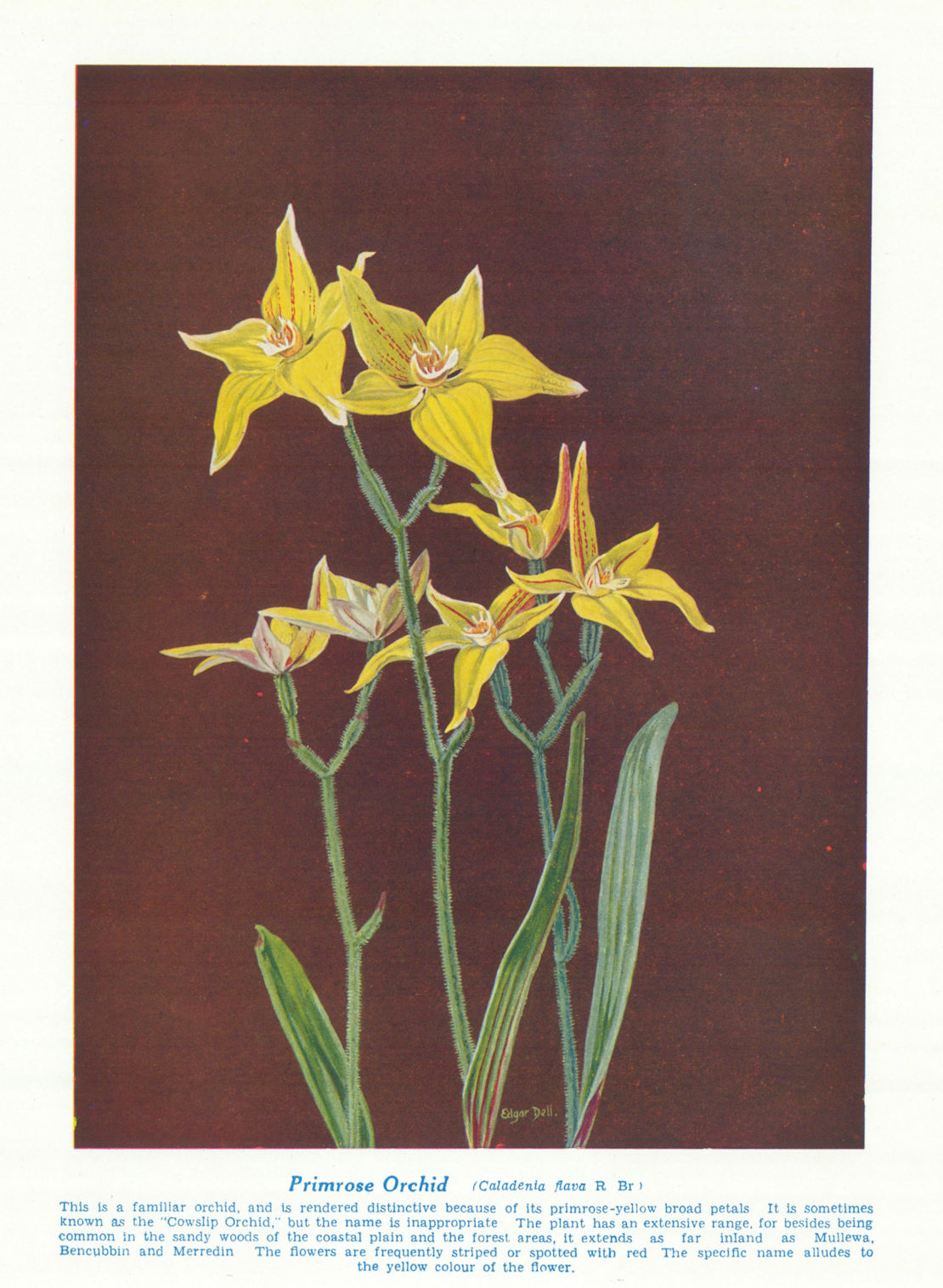 Primrose Orchid (Caladenia flava). West Australian Wild Flowers 1950 old print