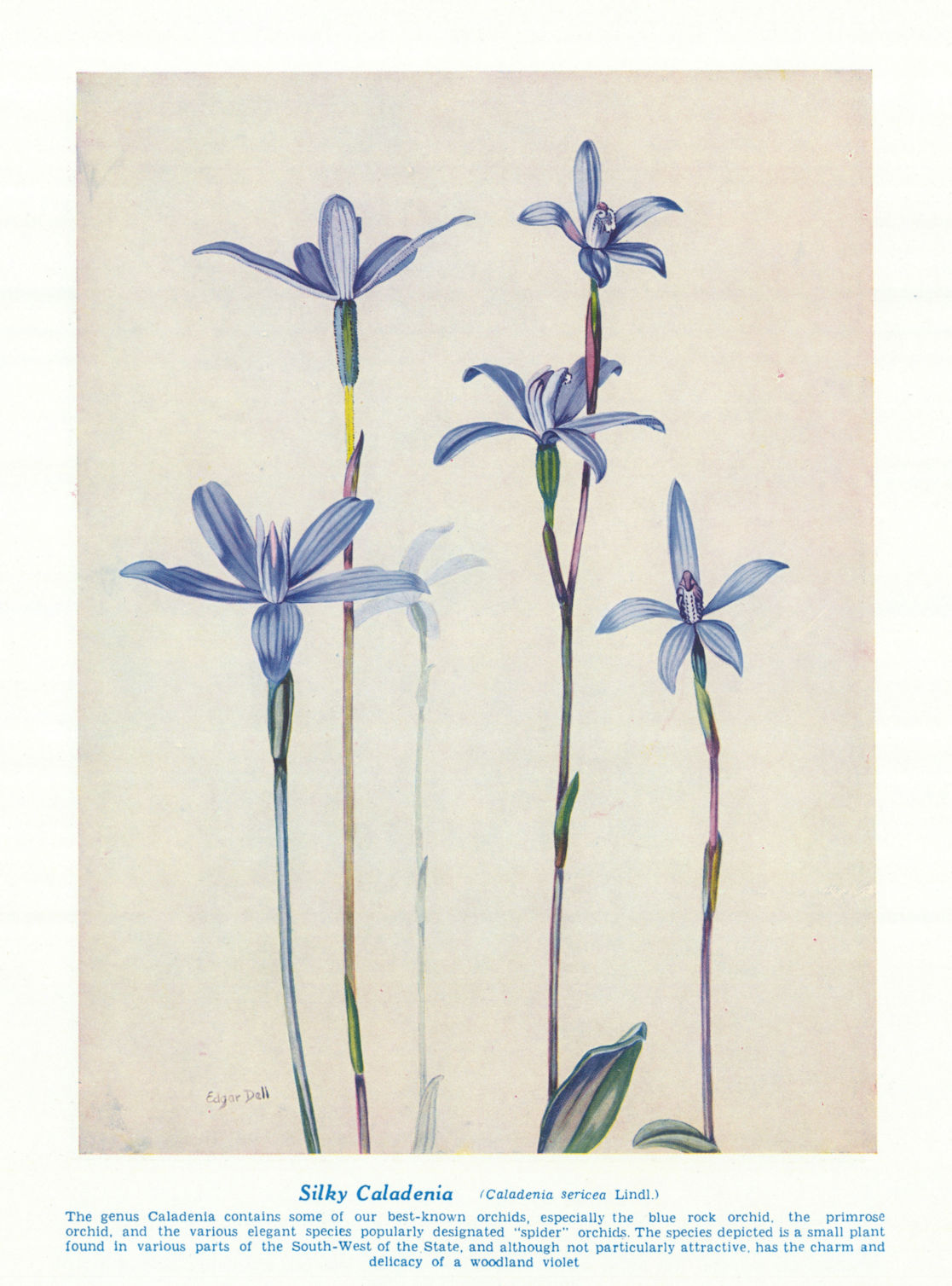 Silky Caladenia (Caladenia sericea). West Australian Wild Flowers 1950 print