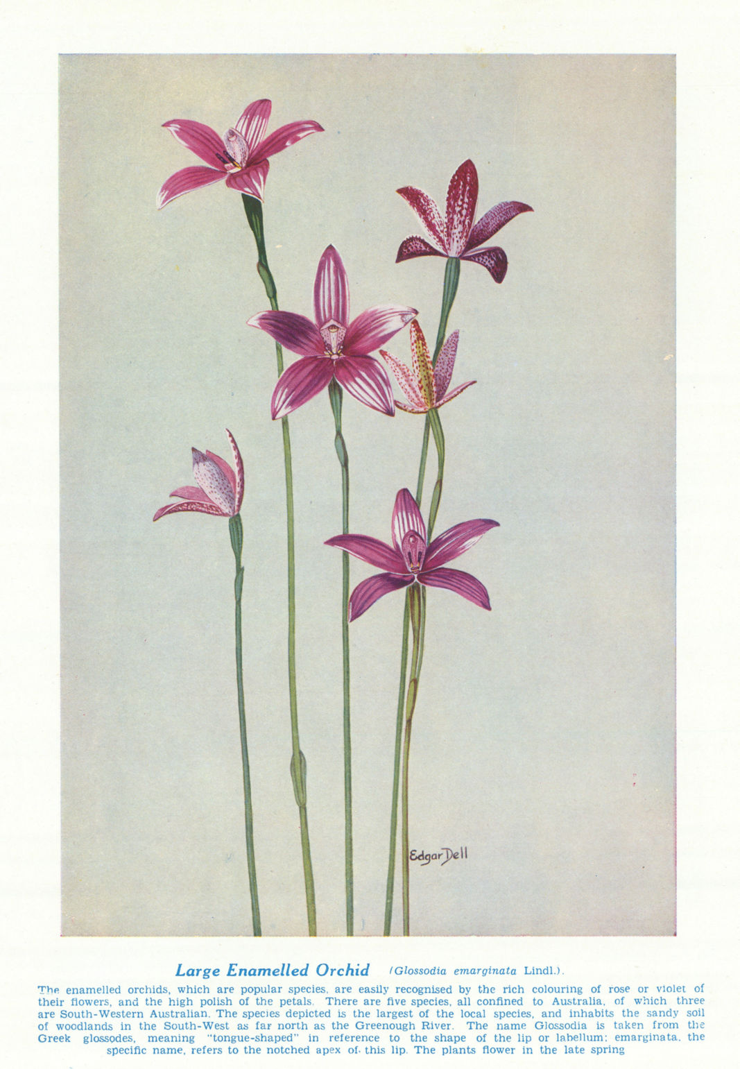 Large Enamelled Orchid (Glossodiae marginata). West Australian Wild Flowers 1950