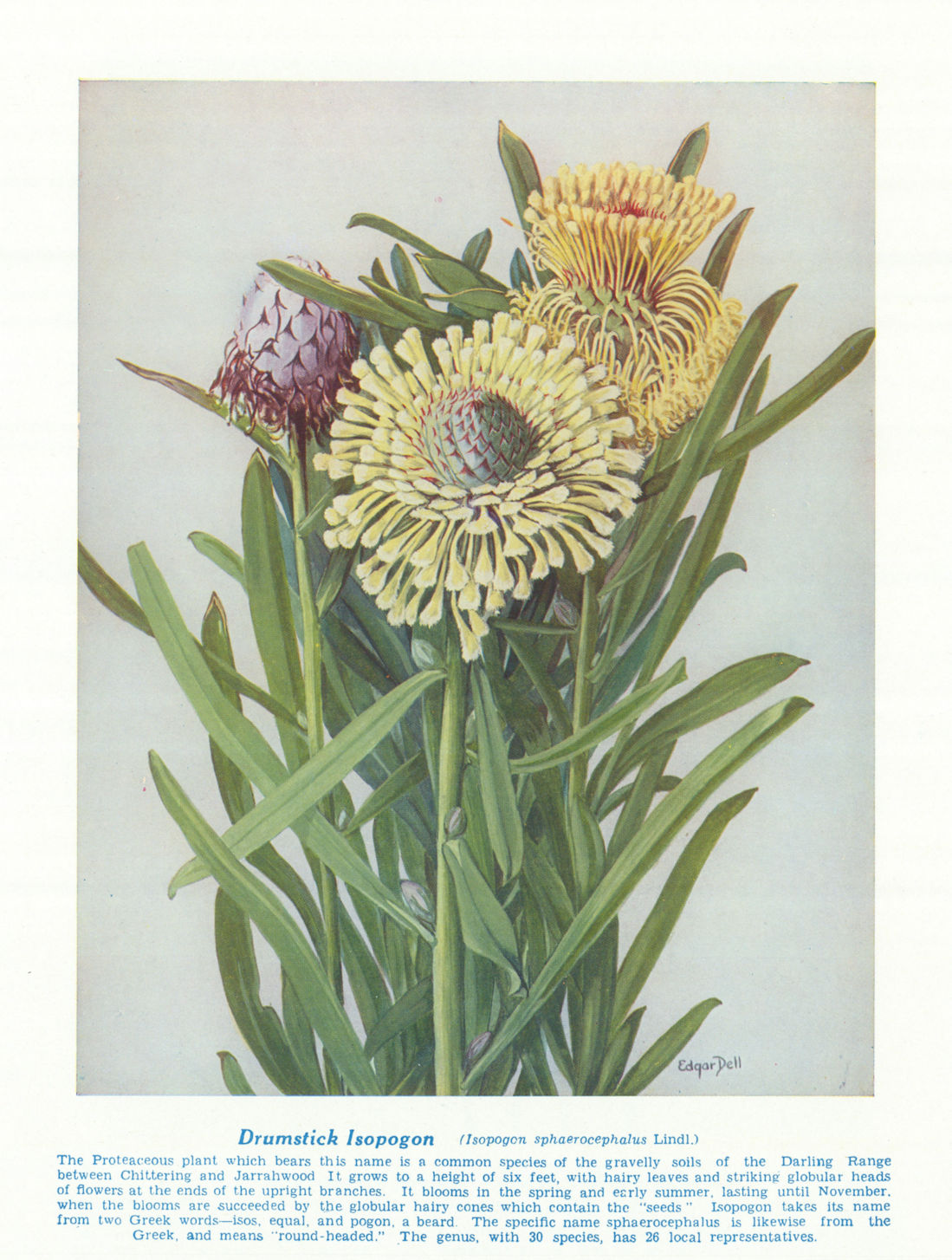 Drumstick lsopogon (lsopogon sphaerocephalus). West Australian Wild Flowers 1950
