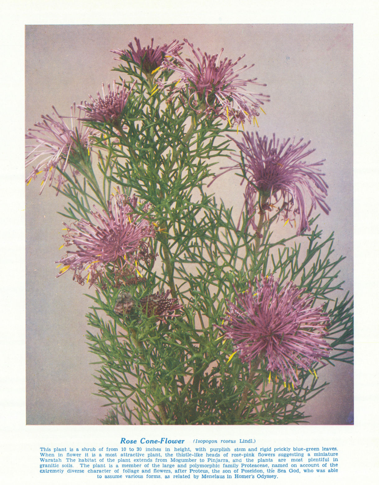 Rose Cone-flower (Isopogon roseus). West Australian Wild Flowers 1950 print