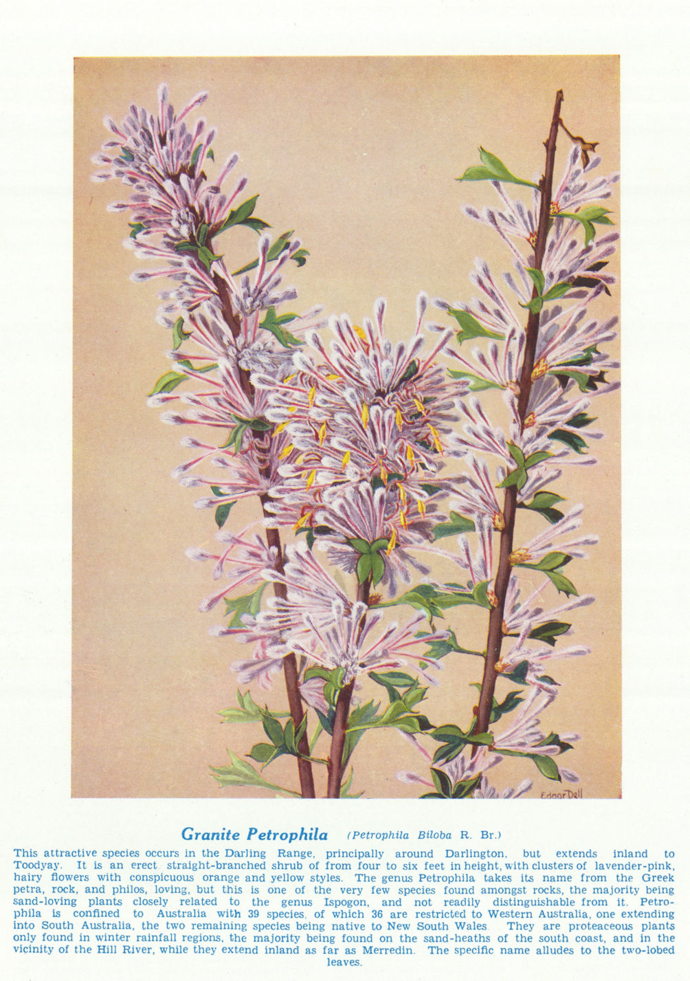 Granite Petrophila (Petrophila biloba). West Australian Wild Flowers 1950