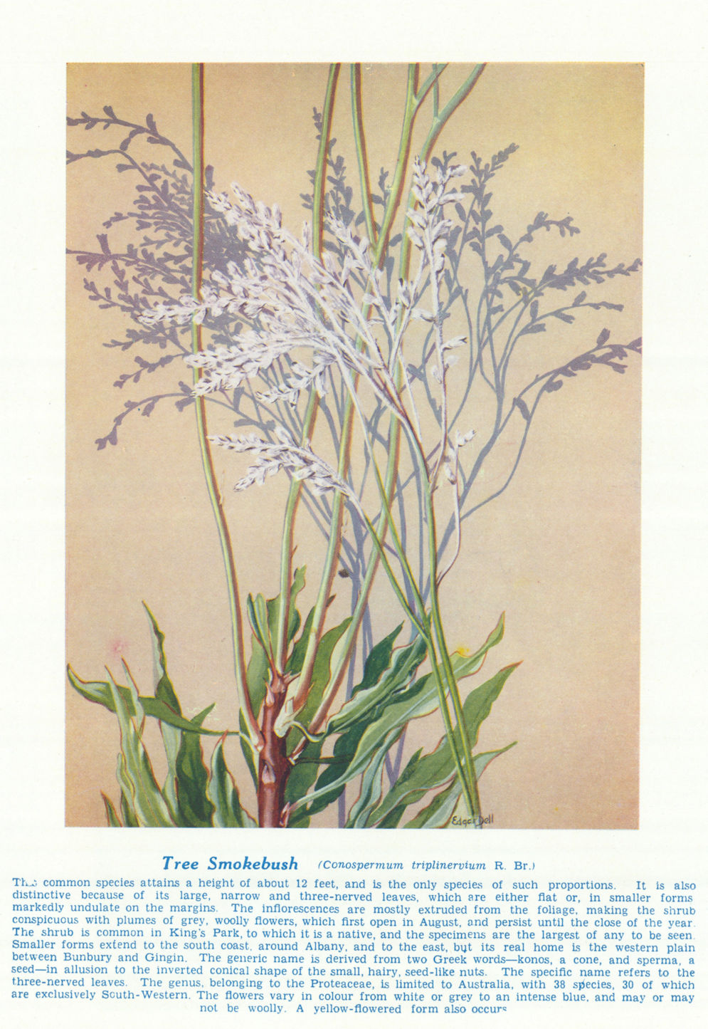 Tree Smokebush (Conospermum triplinervium). West Australian Wild Flowers 1950