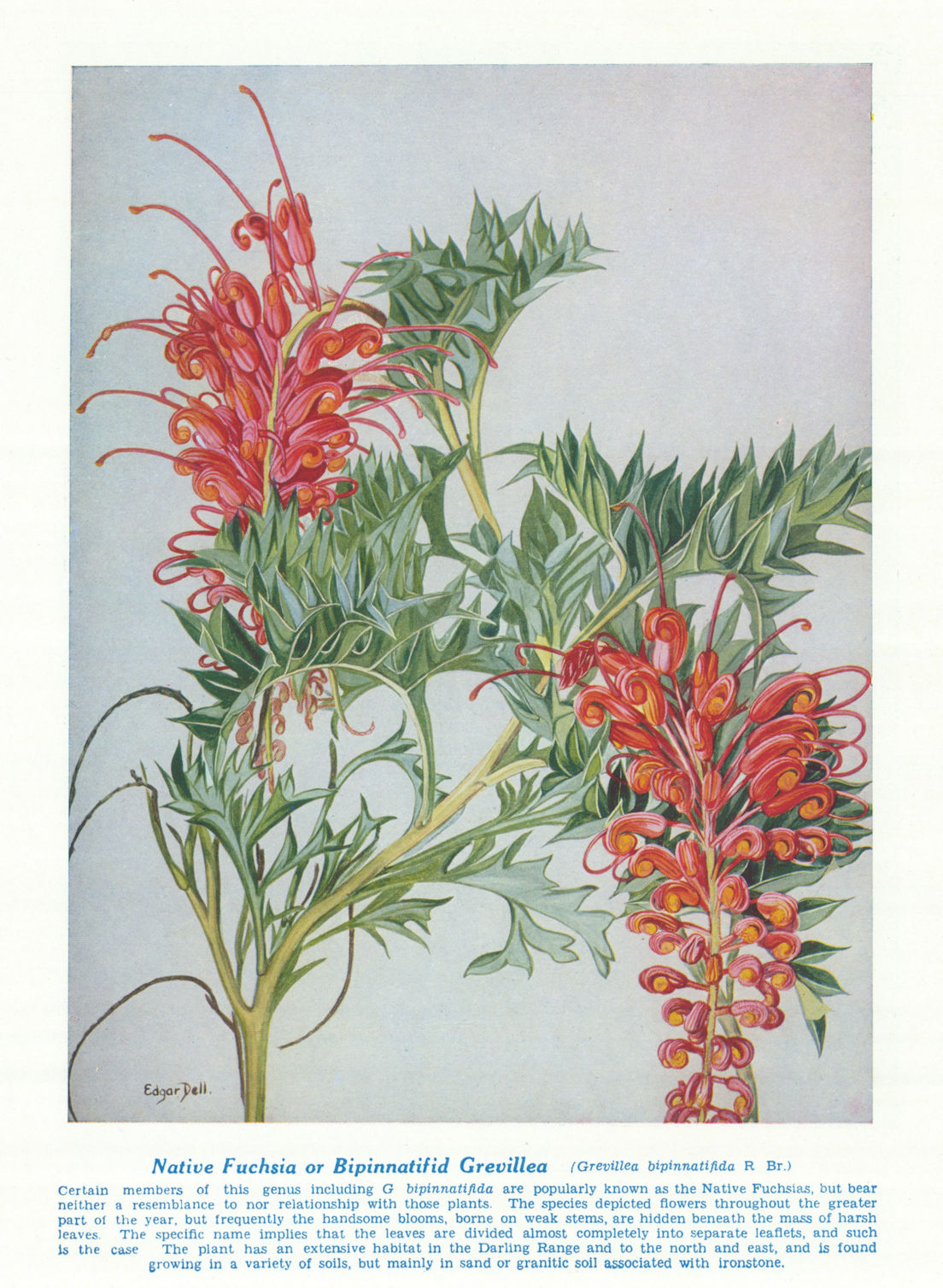 Native Fuchsia (Grevillea bipinnatifida). West Australian Wild Flowers 1950