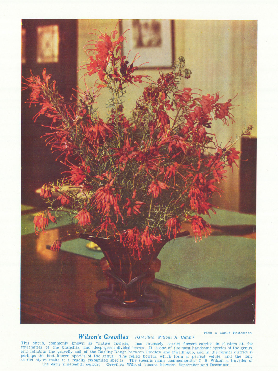 Wilson's Grevillea (Grevillea Wilsoni). West Australian Wild Flowers 1950
