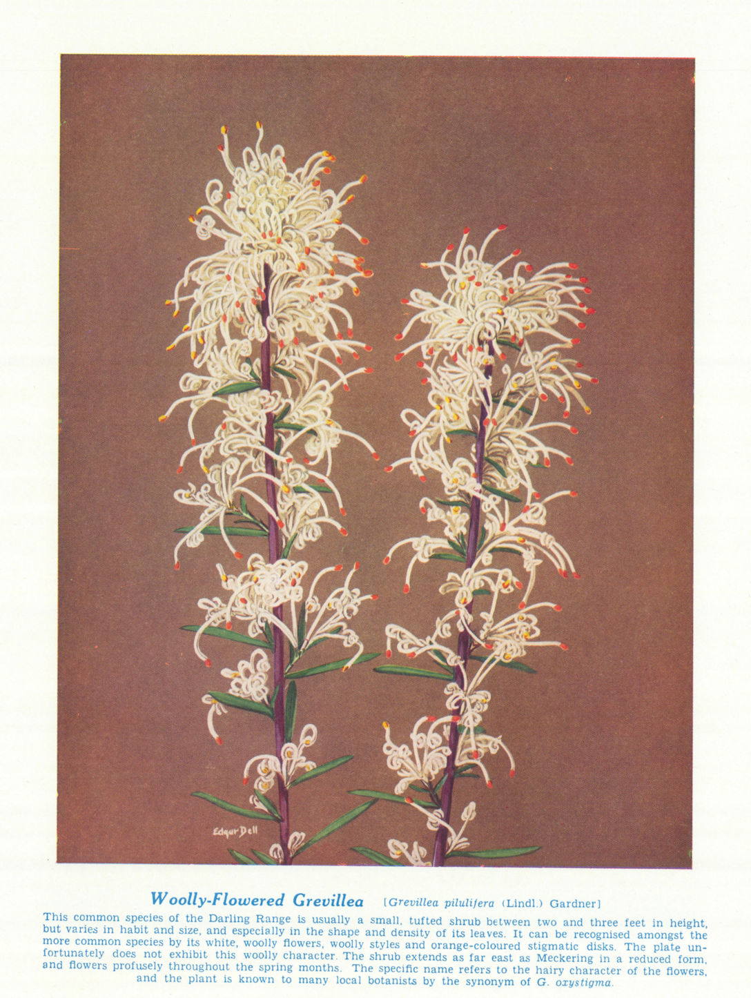 Woolly-flowered Grevillea (Grevillea pilulifera). Australian Wild Flowers 1950