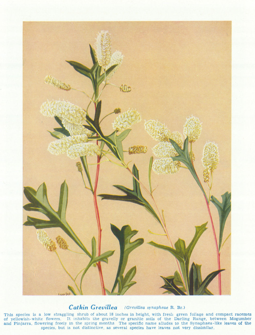 Catkin Grevillea (Grevillea synapheae). West Australian Wild Flowers 1950