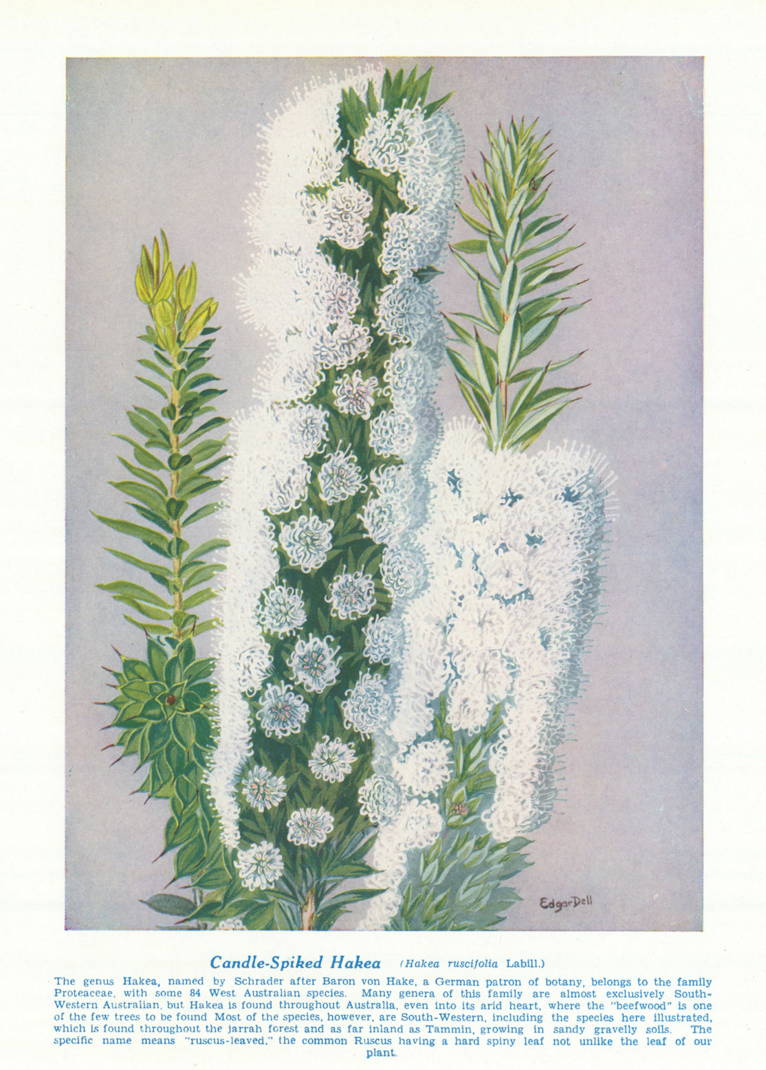 Candle-spiked Hakea (Hakea ruscifolia). West Australian Wild Flowers 1950