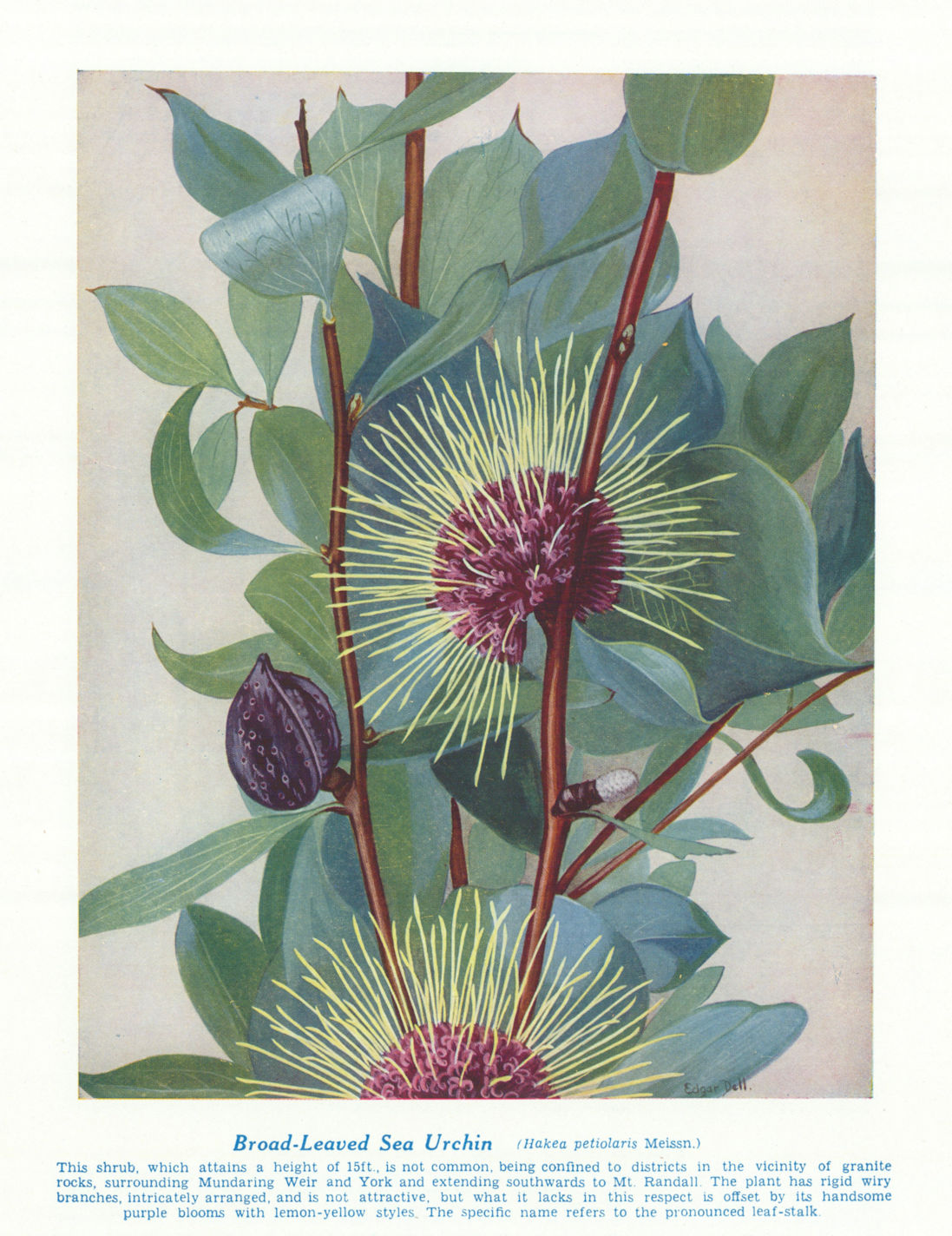 Broad-leaved Sea Urchin (Hakea petiolaris). West Australian Wild Flowers 1950