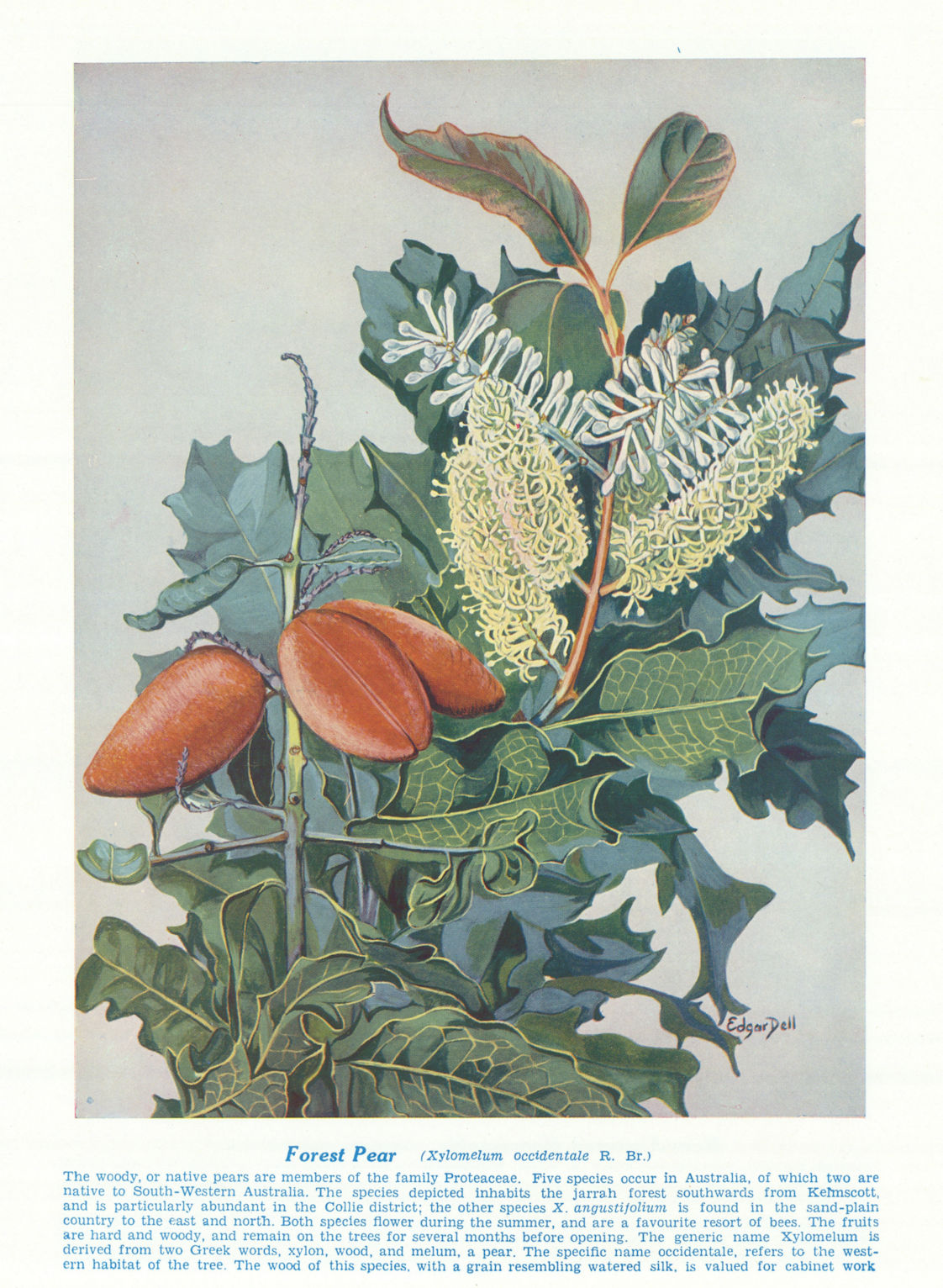 Forest Pear (Xylomelum occidentale). West Australian Wild Flowers 1950 print