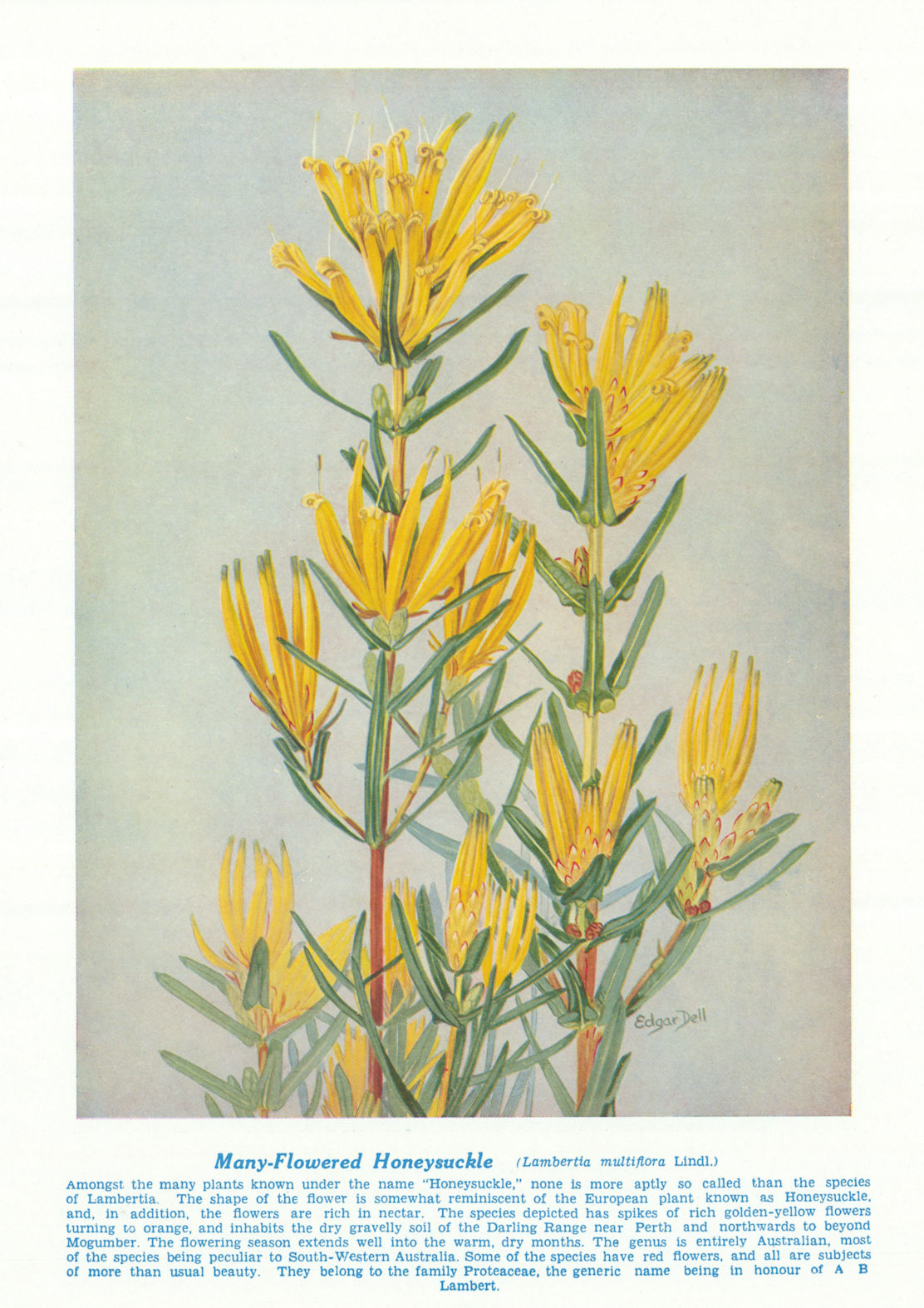 Associate Product Many-flowered Honeysuckle (Lambertia multiflora). Australian Wild Flowers 1950