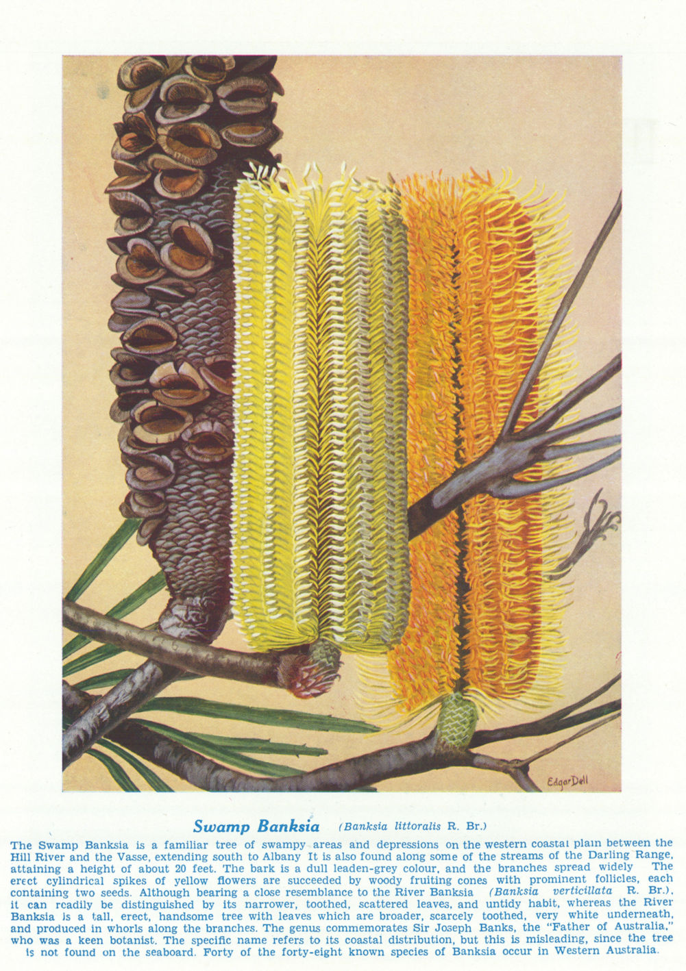 Associate Product Swamp Banksia (Banksia littoralis). West Australian Wild Flowers 1950 print