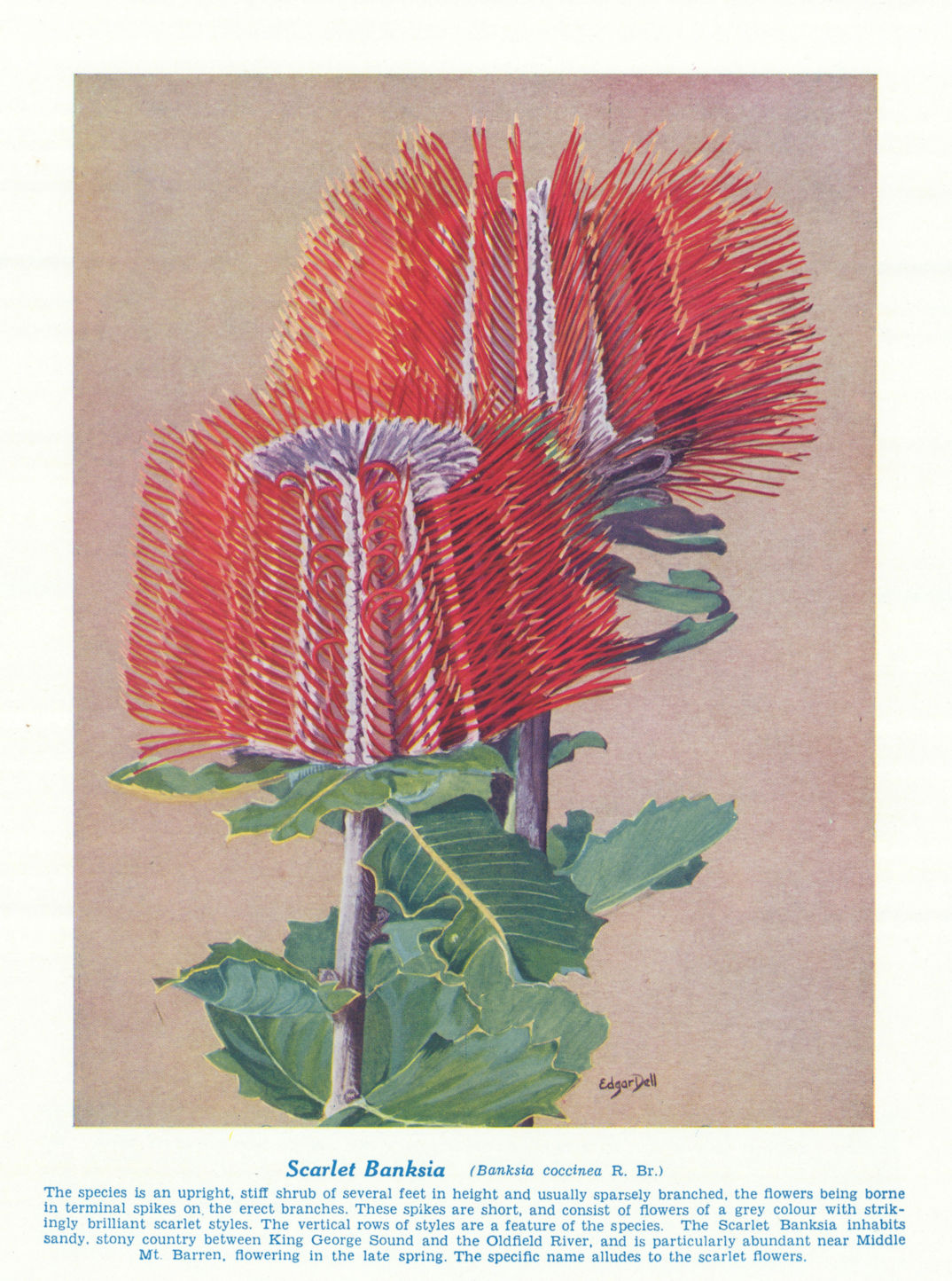 Scarlet Banksia (Banksia coccinea). West Australian Wild Flowers 1950 print