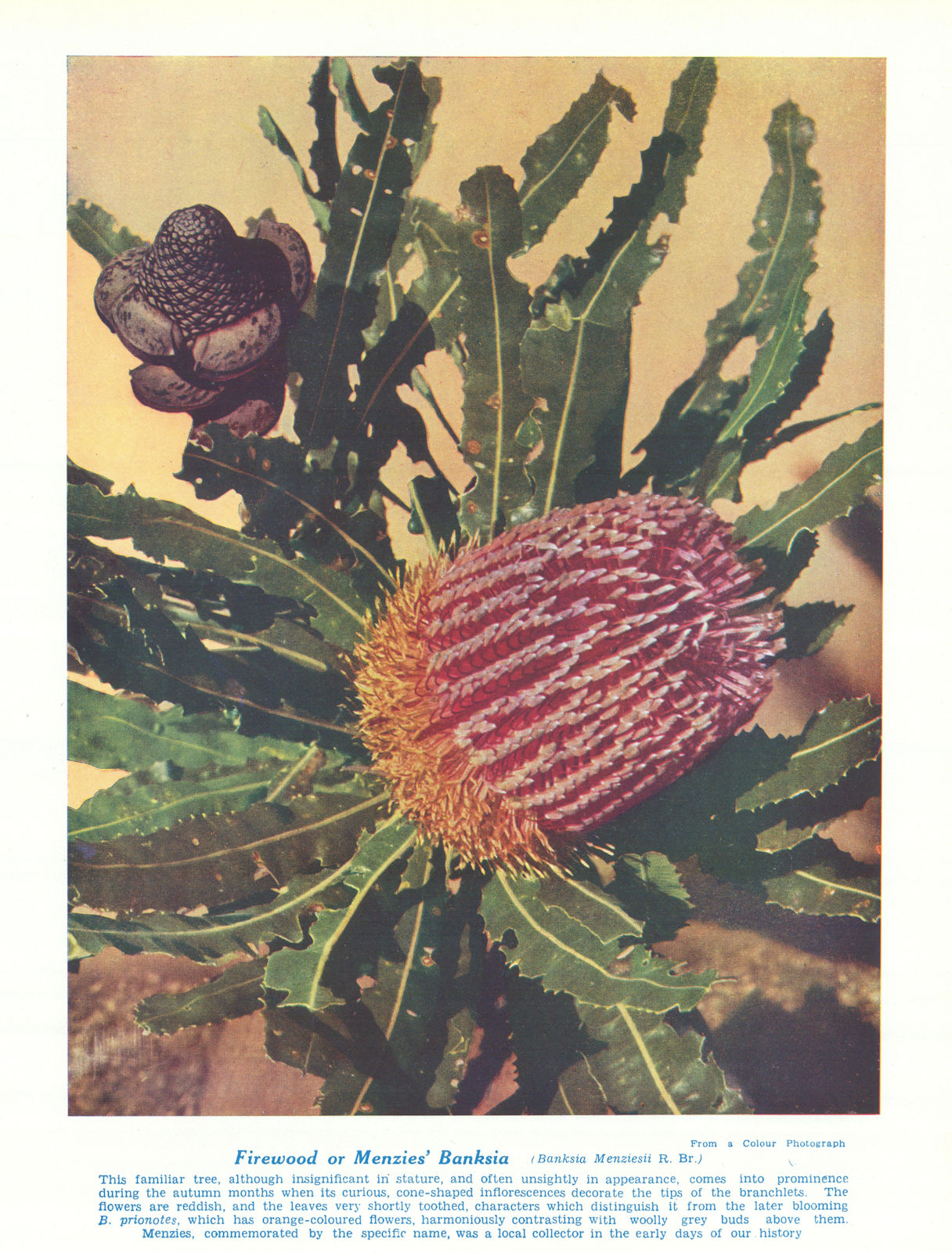 Firewood or Menzies' Banksia (Banksia Menziesii). Australian Wild Flowers 1950