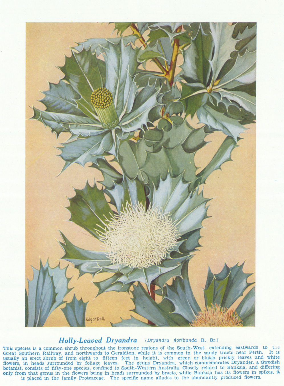 Holly-leaved Dryondra (Dryandra floribunda). West Australian Wild Flowers 1950