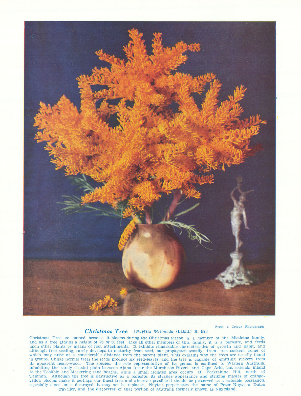 Christmas Tree (Nuytsia floribunda). West Australian Wild Flowers 1950 print