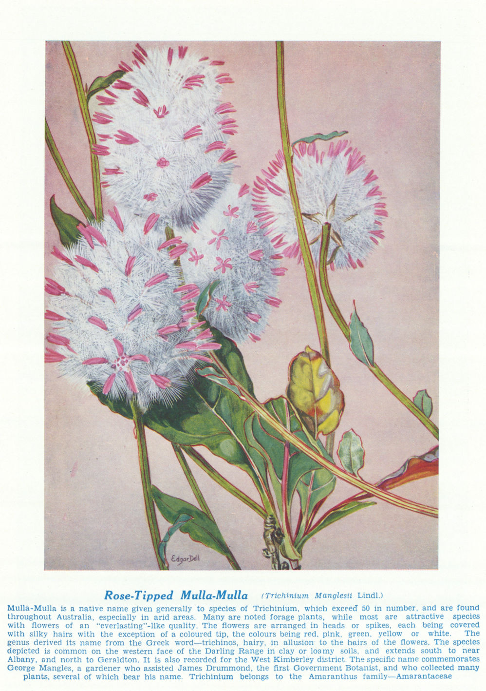 Rose-tipped Mulla-Mulla (Trichinium Manglesii). Australian Wild Flowers 1950