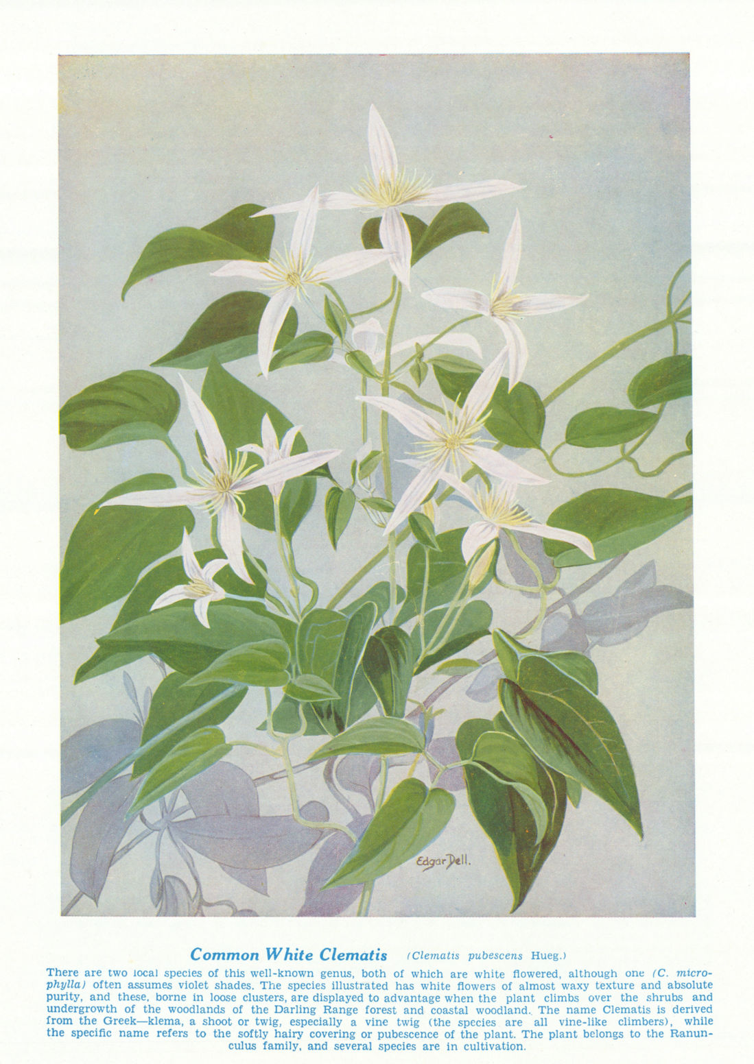 Common White Clematis (Clematis pubescens). West Australian Wild Flowers 1950