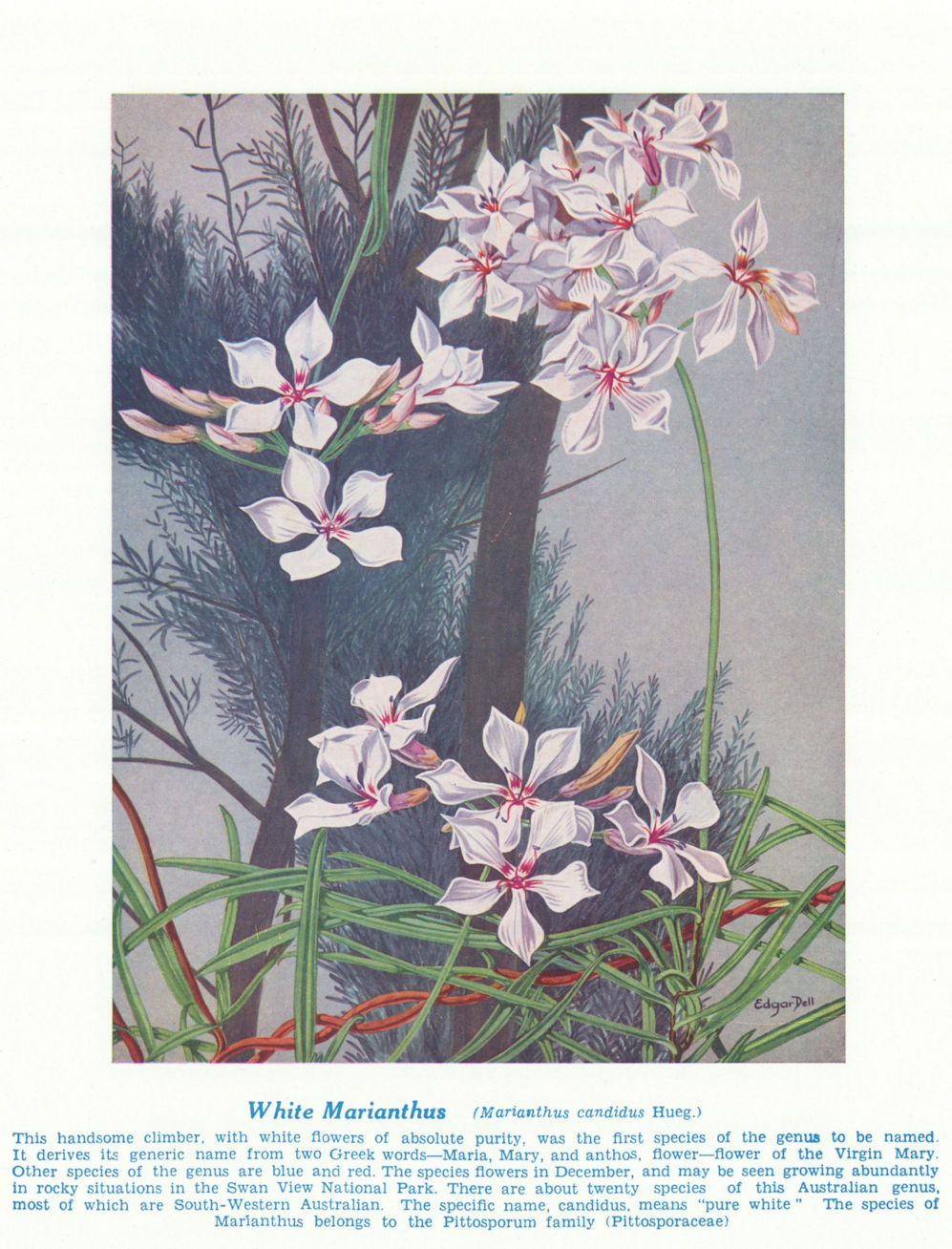 White Marianthus (Marianthus candidus). West Australian Wild Flowers 1950