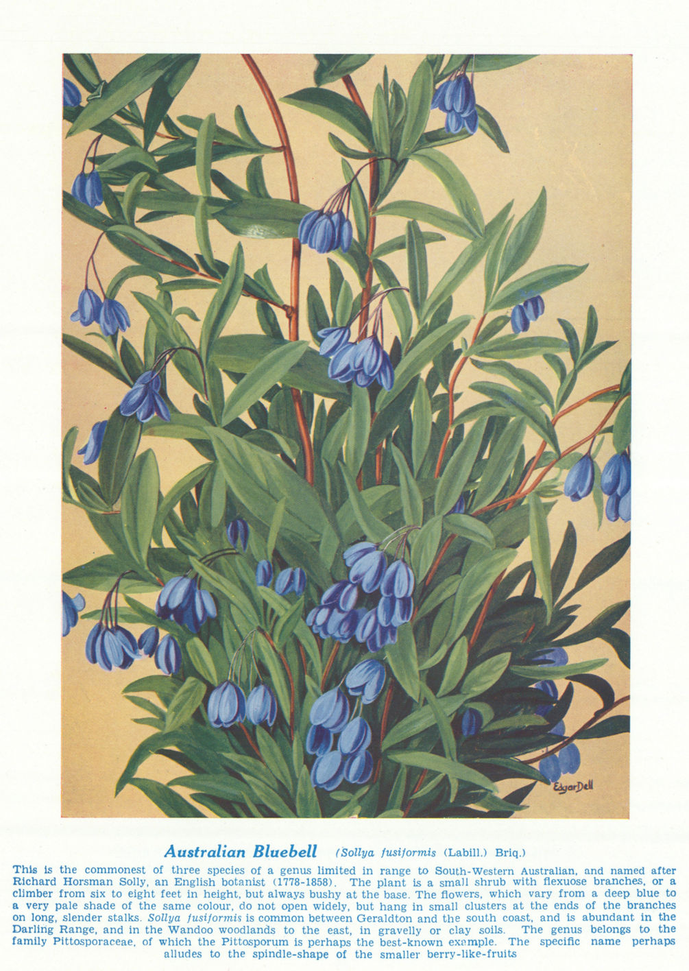 Associate Product Australian Bluebell (Sollya fusiformis). West Australian Wild Flowers 1950
