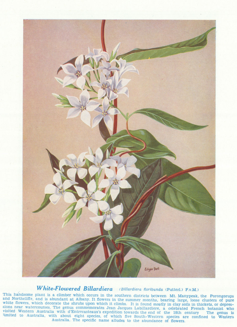 White-flowered Billiardiera (Billardiera floribunda) Australian Wild Flower 1950