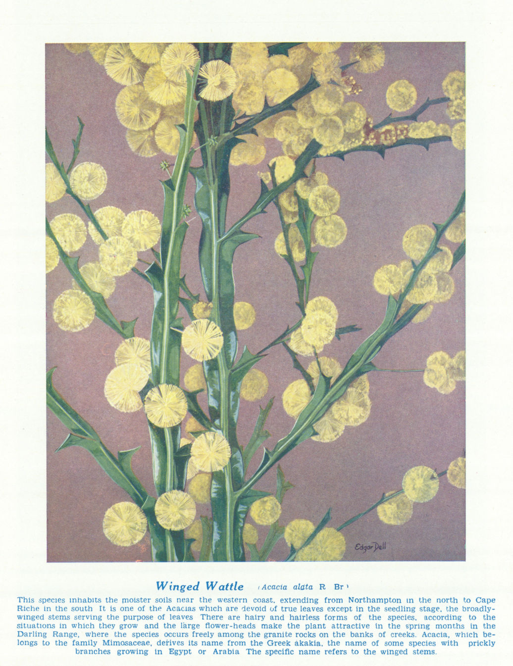 Winged W a ttle (Acacia alata). West Australian Wild Flowers 1950 old print
