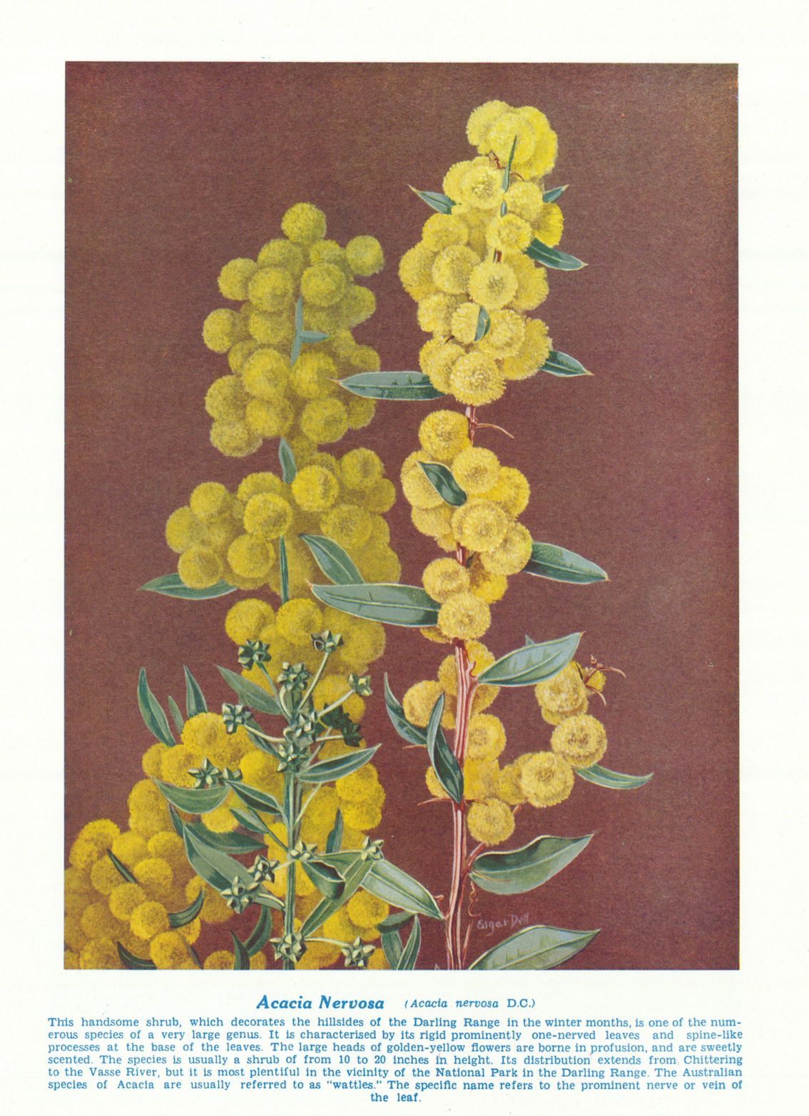 Associate Product Acacia nervoso (Acacia nervosa). West Australian Wild Flowers 1950 old print