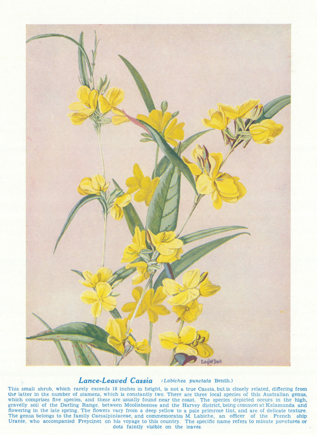 Associate Product Lance-leaved Cassia (Labichea punctata). West Australian Wild Flowers 1950