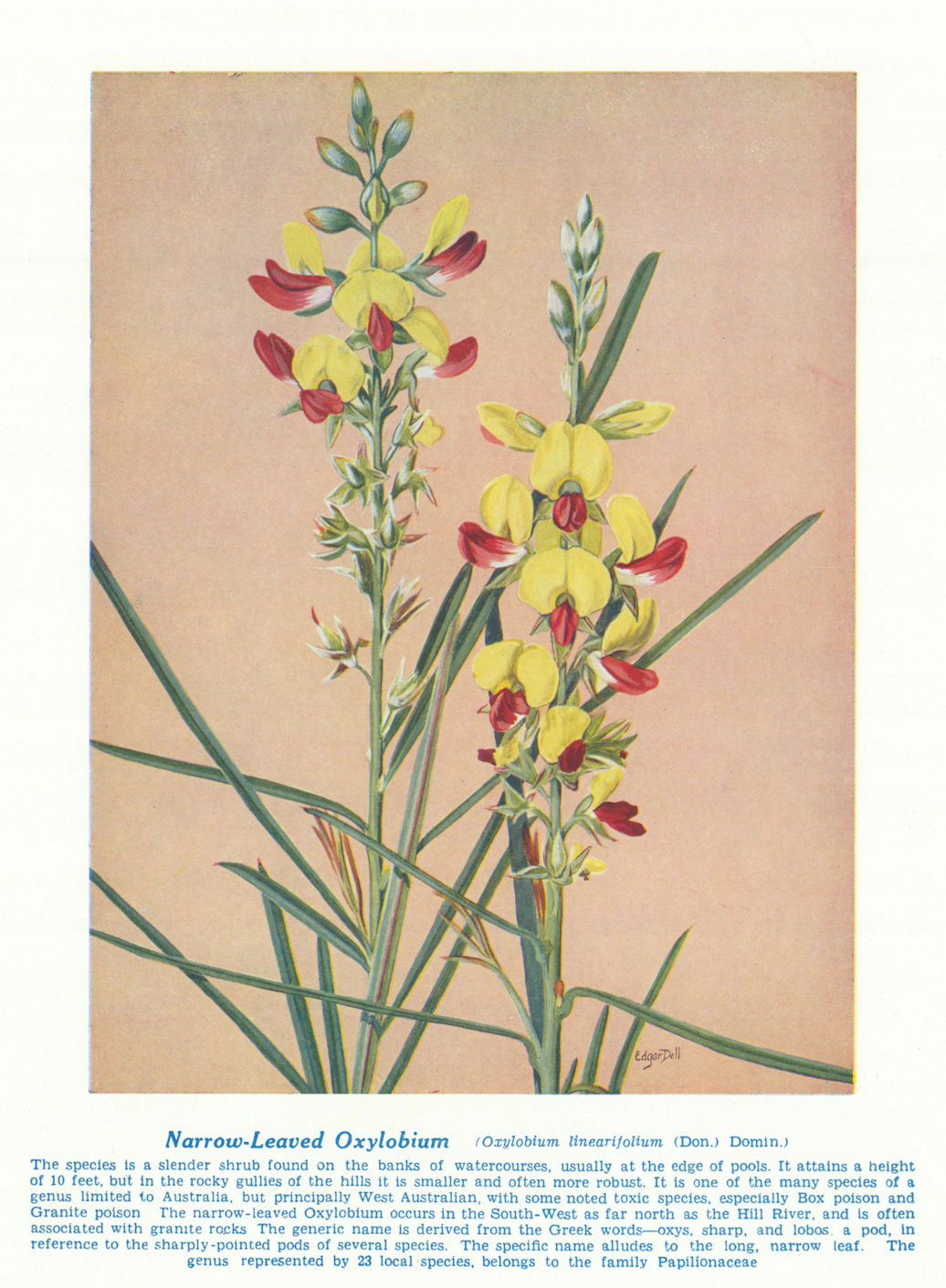 Associate Product Narrow-leaved Oxylobium (Oxylobium linearifolium). Australian Wild Flowers 1950