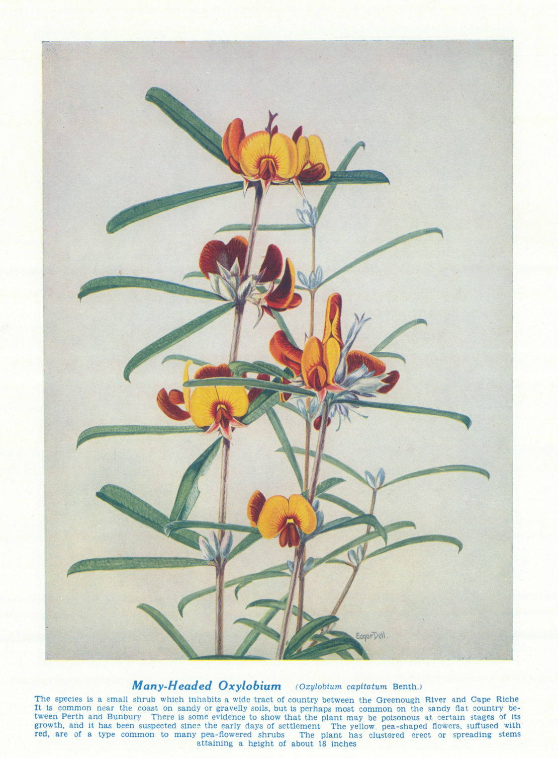 Many-headed Oxylobium (Oxylobium capitatum). West Australian Wild Flowers 1950