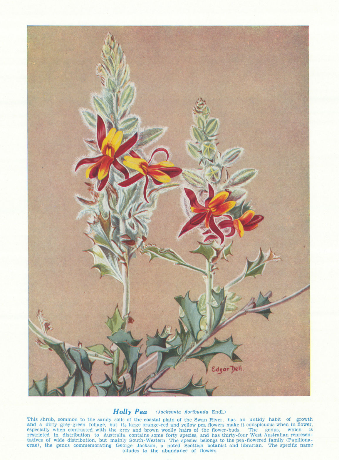 Associate Product Holly Pea (Jacksonia floribunda). West Australian Wild Flowers 1950 old print