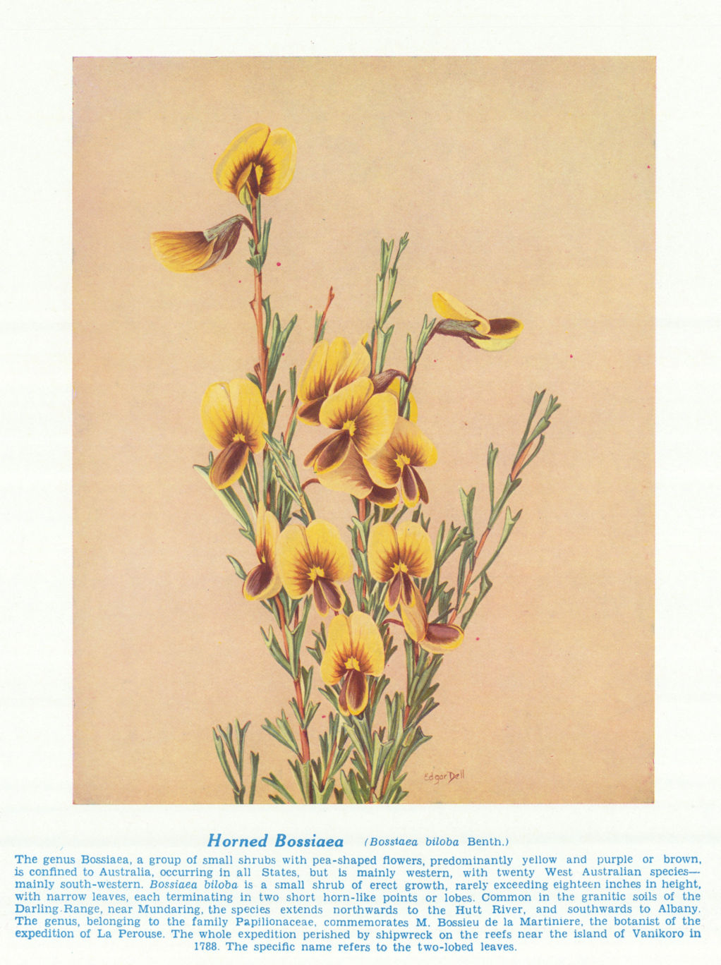 Horned Bossiaea (Bossiaea biloba). West Australian Wild Flowers 1950 old print