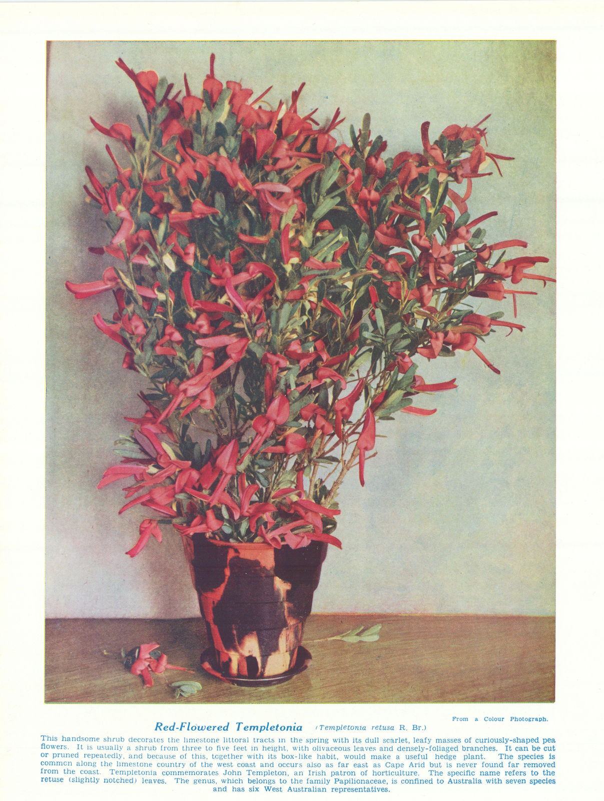 Red-flowered Templetonia (Templetonia retusa). West Australian Wild Flowers 1950