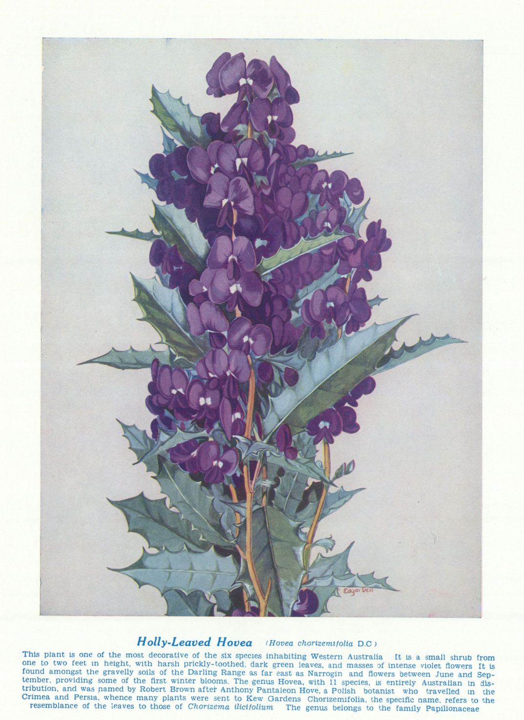 Holly-leaved Hovea (Hovea chorizemifolia). West Australian Wild Flowers 1950