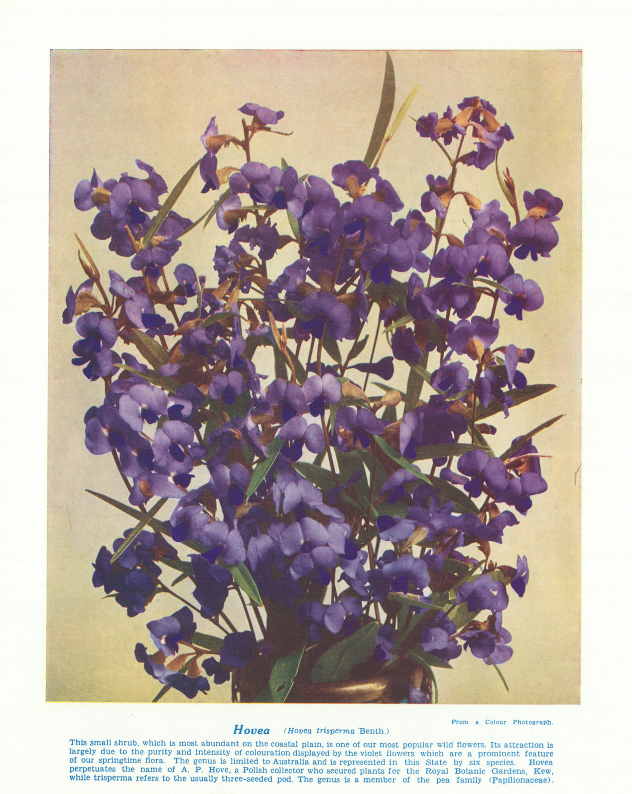 Hovea (Hovea trispenna). West Australian Wild Flowers 1950 old vintage print