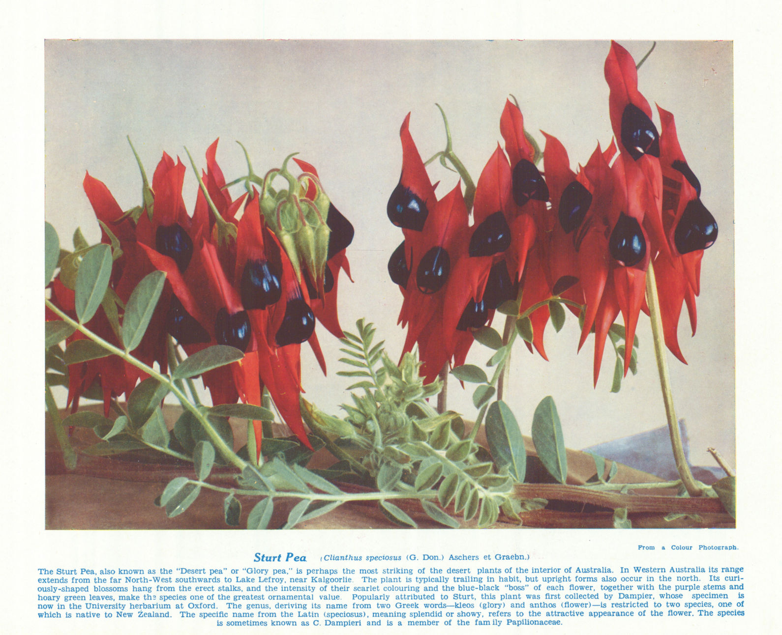 Sturt Pea (Clianthus speciosus). West Australian Wild Flowers 1950 old print