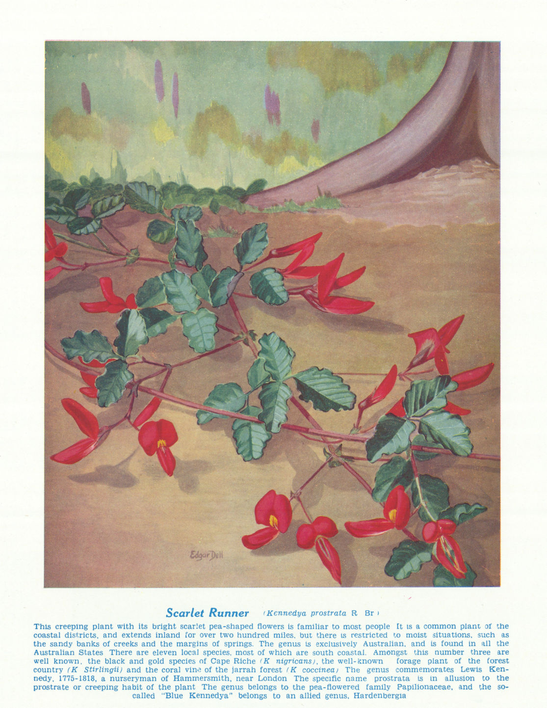 Scarlet Runner (Kennedya prostrata). West Australian Wild Flowers 1950 print